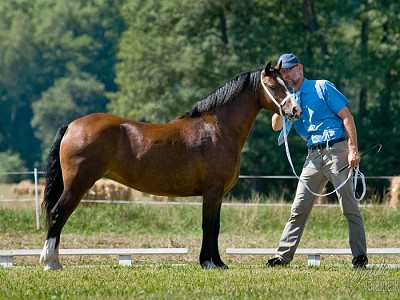 Caerddaniel Songbird